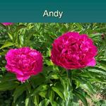 Double - A red peony that is more deep fuschia than red.  It is a full double "bomb" type. 