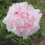              $4.00 PER STEM           
REINE HORTENSE - Light pink petals with very attractive red candy cane striping on the petals.  This is one of our largest blooms - 6-8" across with very sturdy stems.  